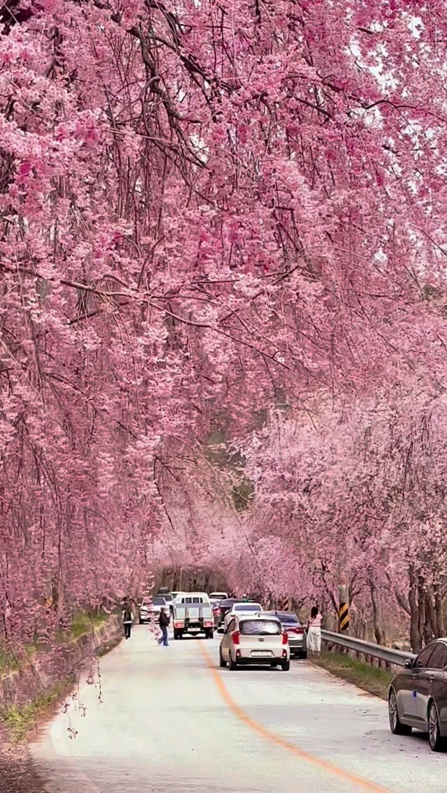 Weeping Cherry Blossom Road Destinations