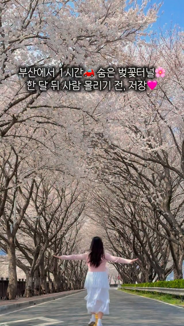 Miryang Waterfront Park Cherry Blossom Tunnel
