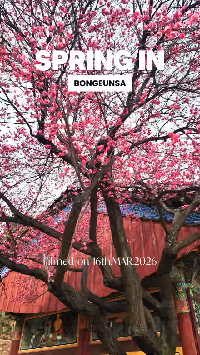 Seoul's Early Spring Blossoms At Bongeunsa & Cheonggyecheon