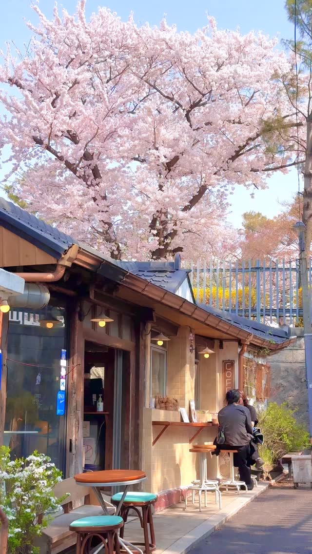 Jongno's Cherry Blossom Tour: Library, Teahouse, Cafes