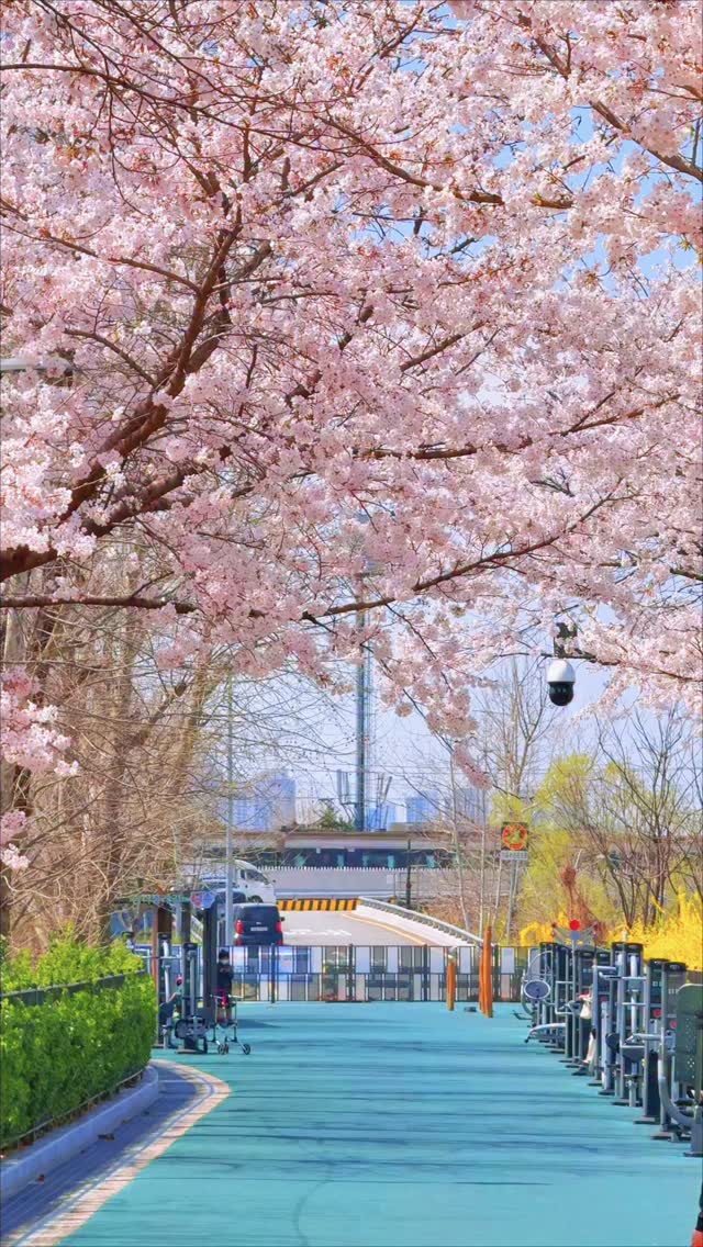 Jamsil's Cherry Blossom Spots With A Train Aesthetic