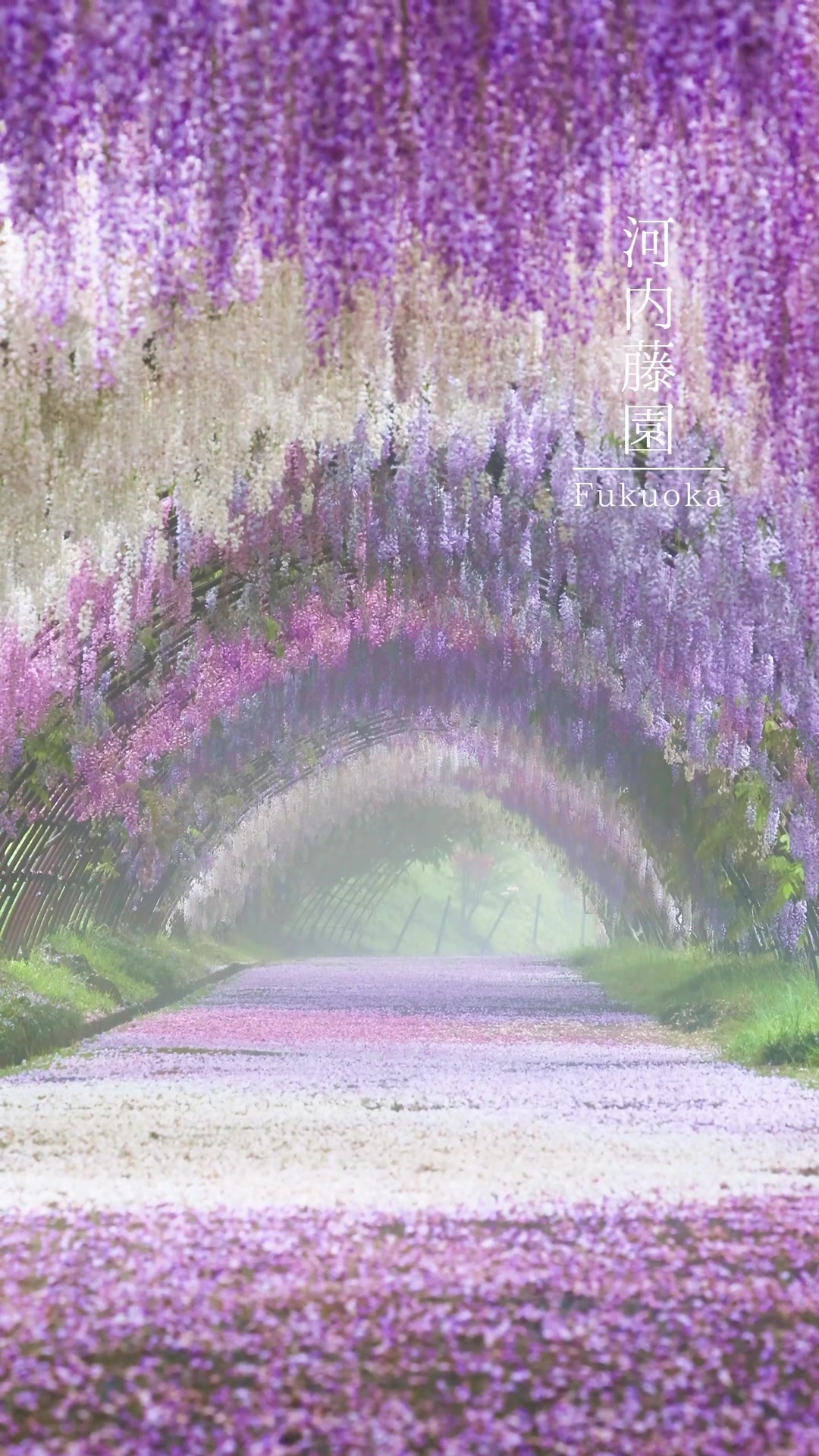 Kawauchi Fujien Wisteria Garden