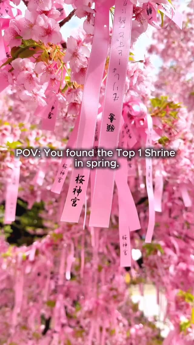 Sakura Shrine: A Favorite Tokyo Spring Destination
