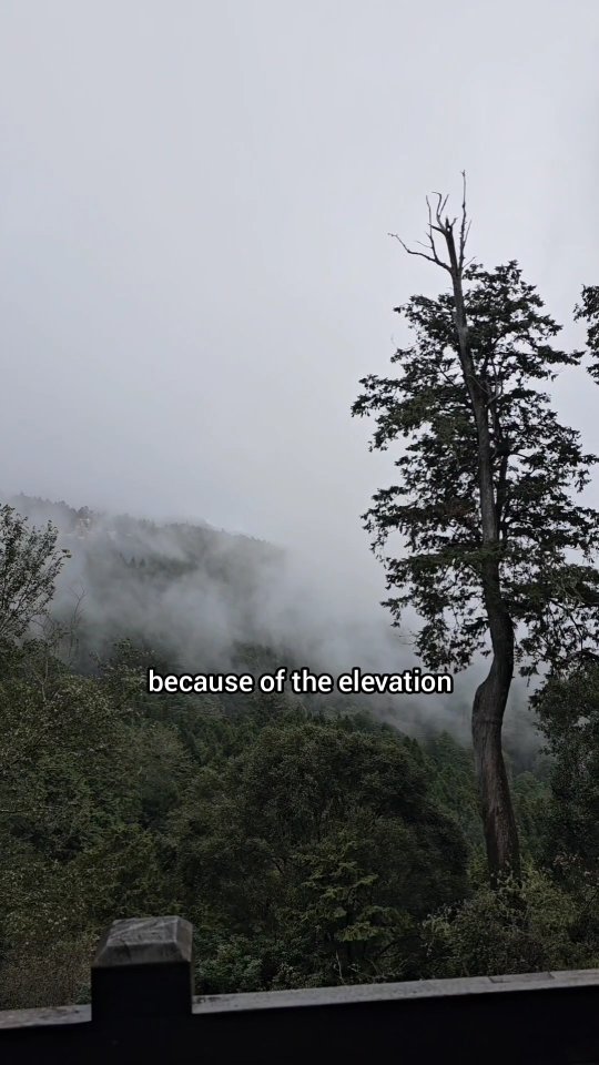 Alishan's Forest Park and Other Scenic Spots