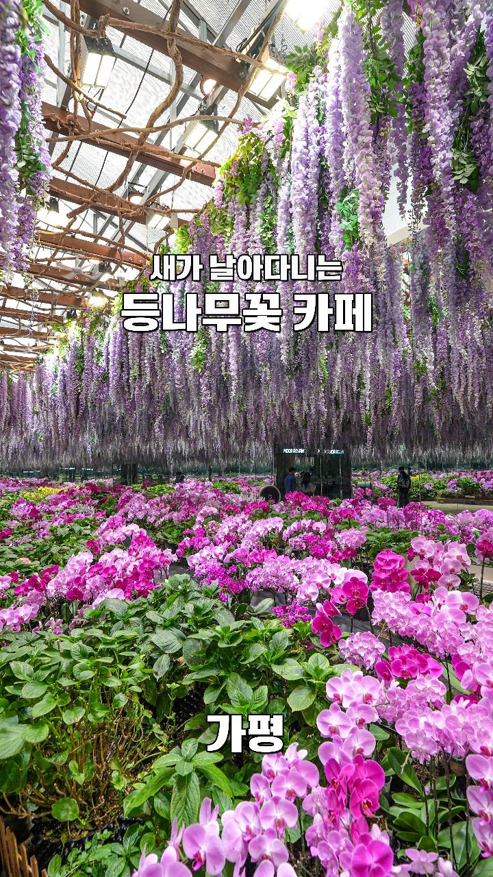 Gapyeong Bird Park Features Wisteria and Diverse Bird Zones