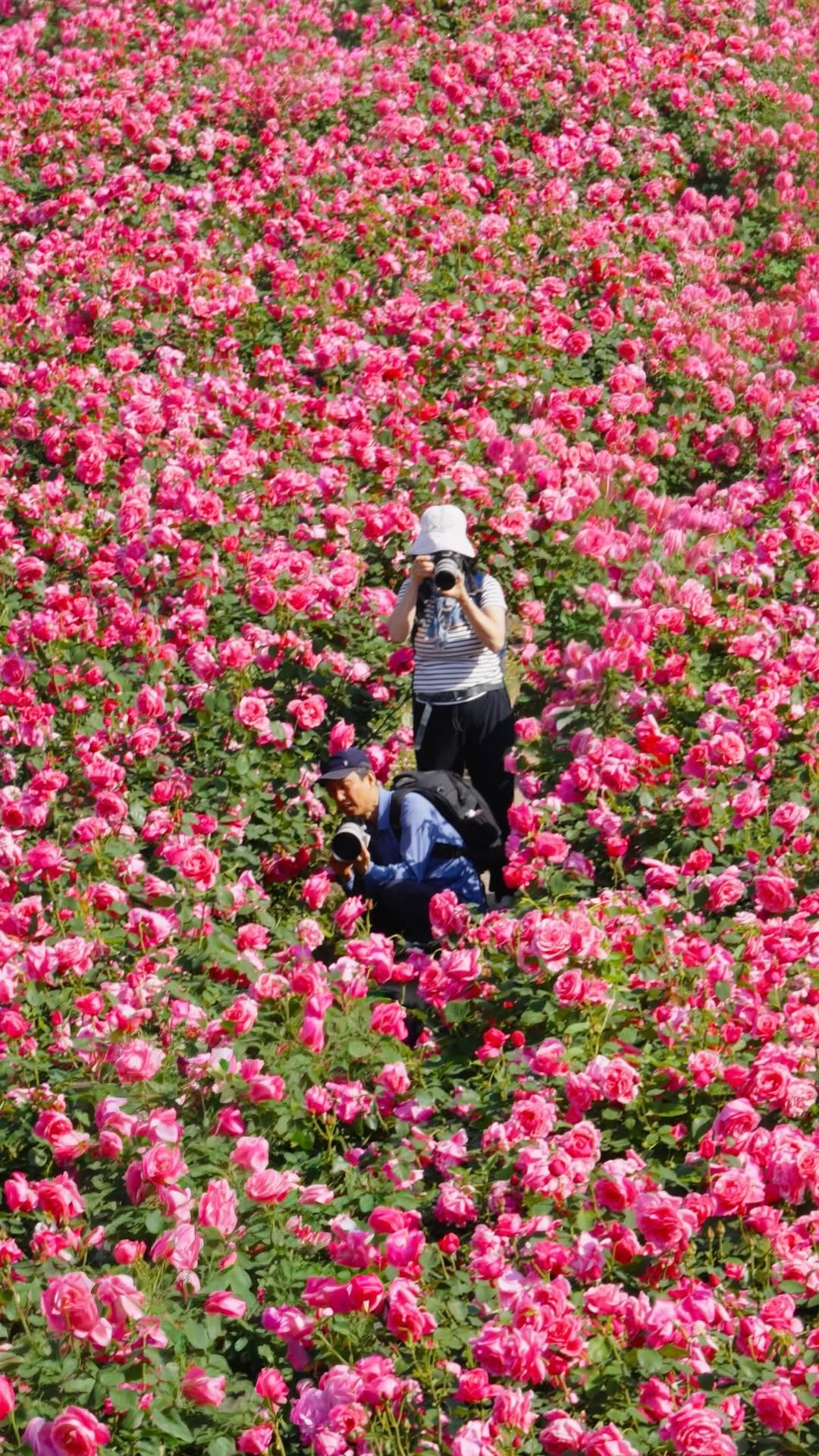 Seoul Rose Festival Features Millions of Blooms