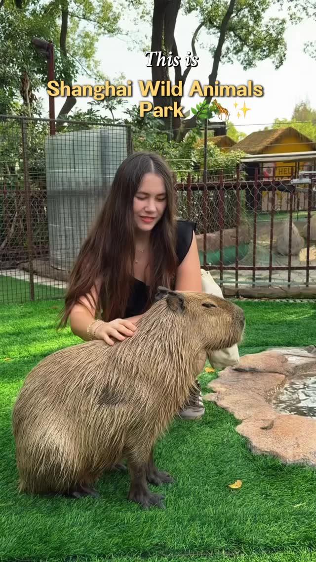 Shanghai Wild Animal Park Offers Thrilling Safaris