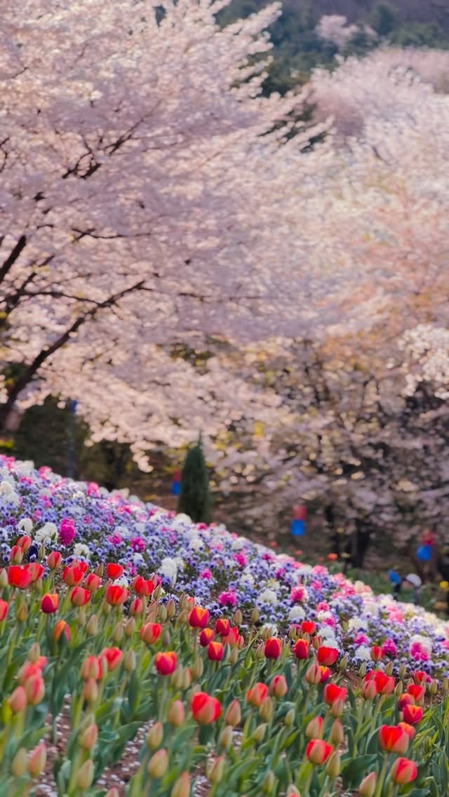 Enchanting Spring Gardens in Seoul