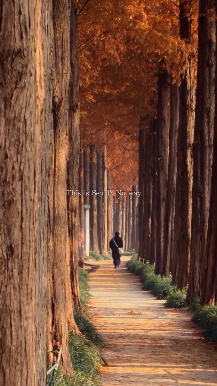 Seoul's Hidden Metasequoia Trail for Autumn