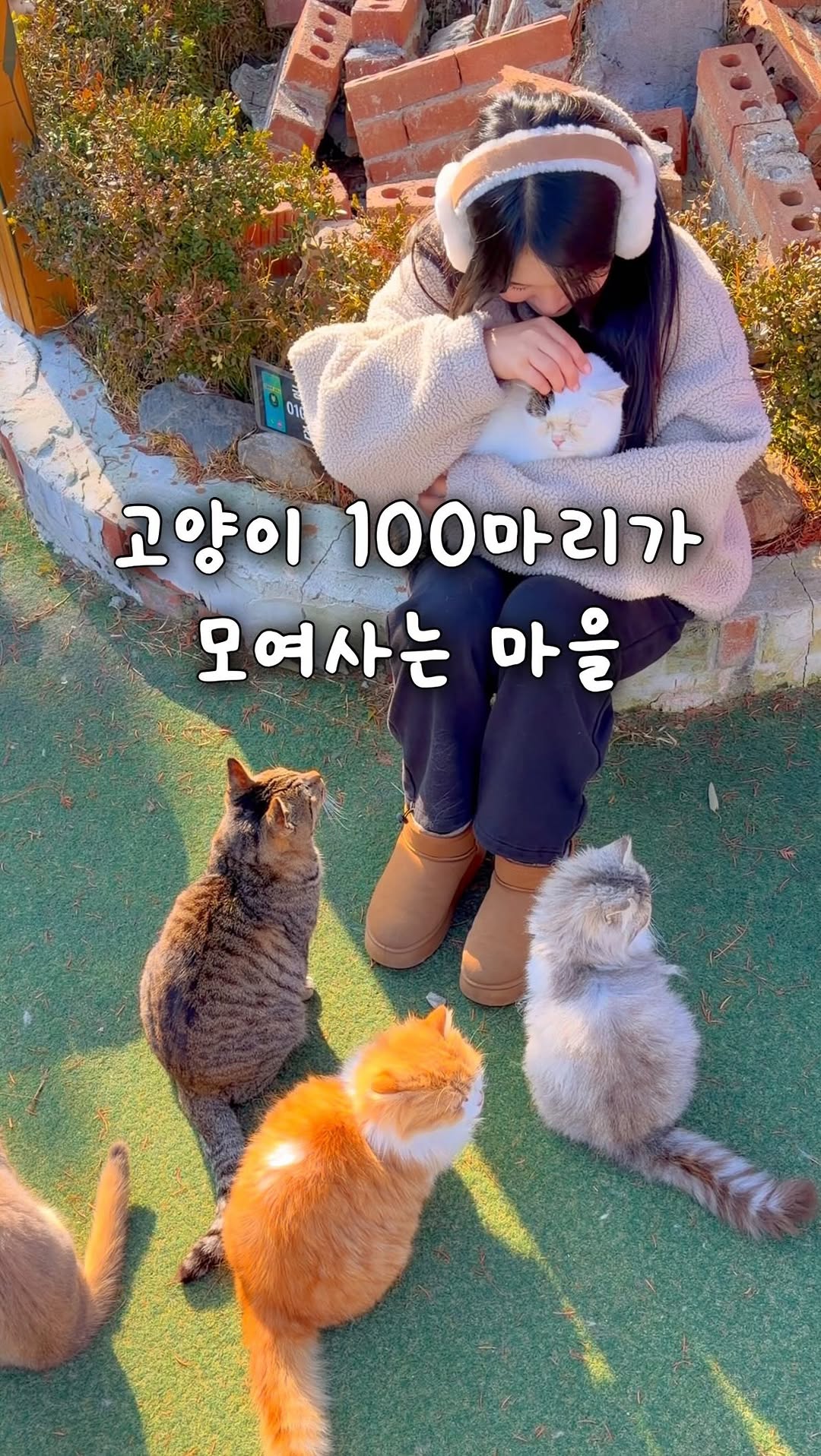 Cat Station in Yeongheungdo for Healing