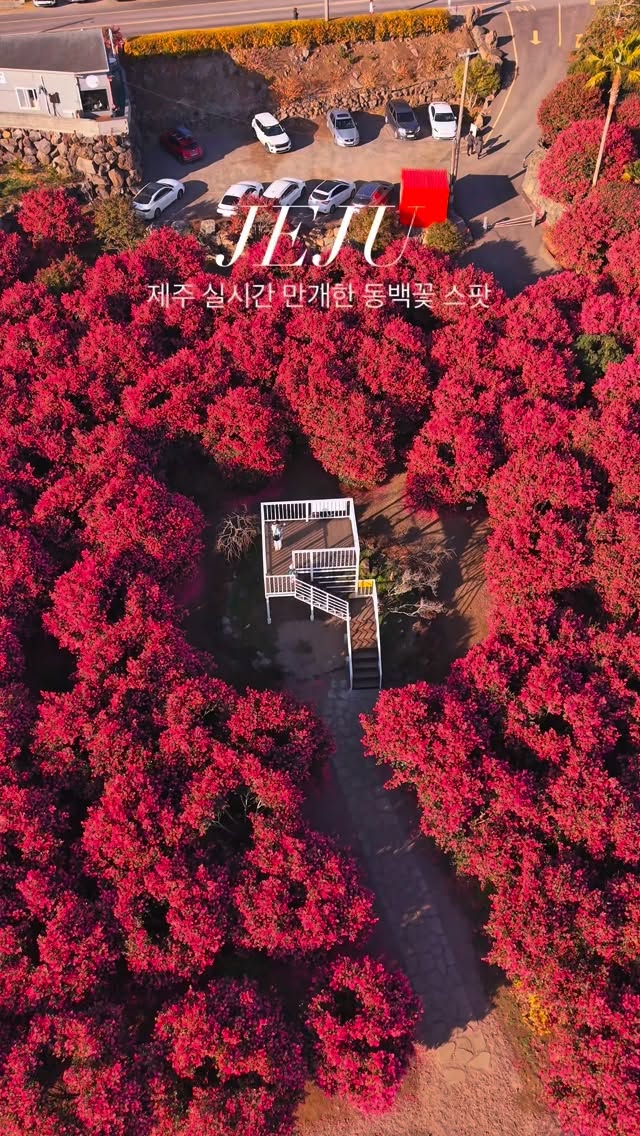 Jeju's Secluded Camellia Spots