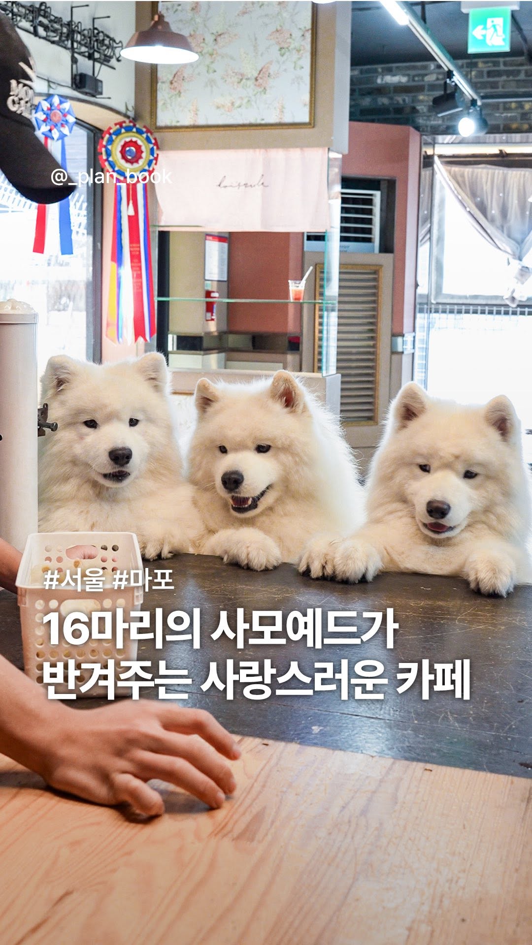 Samoyed Cafe With Sixteen Fluffy Pups