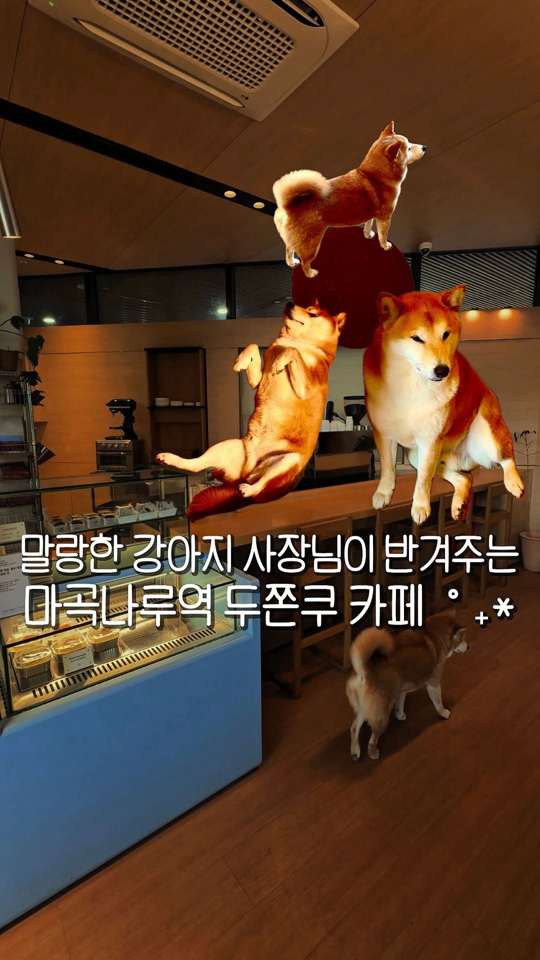Magong Cafe Offers Shiba Inu Encounters And Homemade Treats