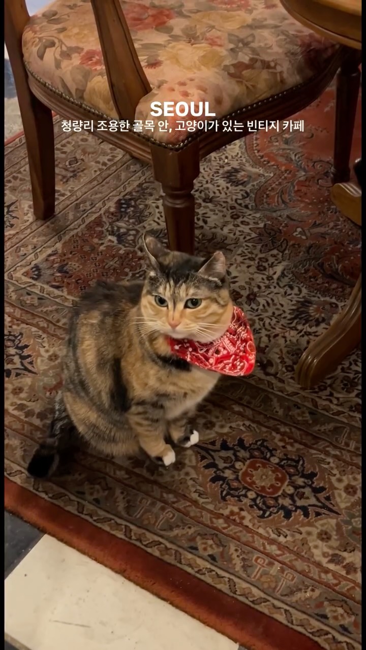 Cat Cafe Near Cheongnyangni Station