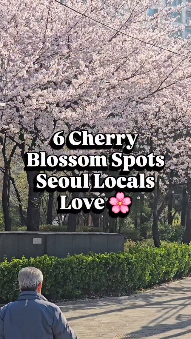 Seoul Cherry Blossom Spots For Locals And Tourists