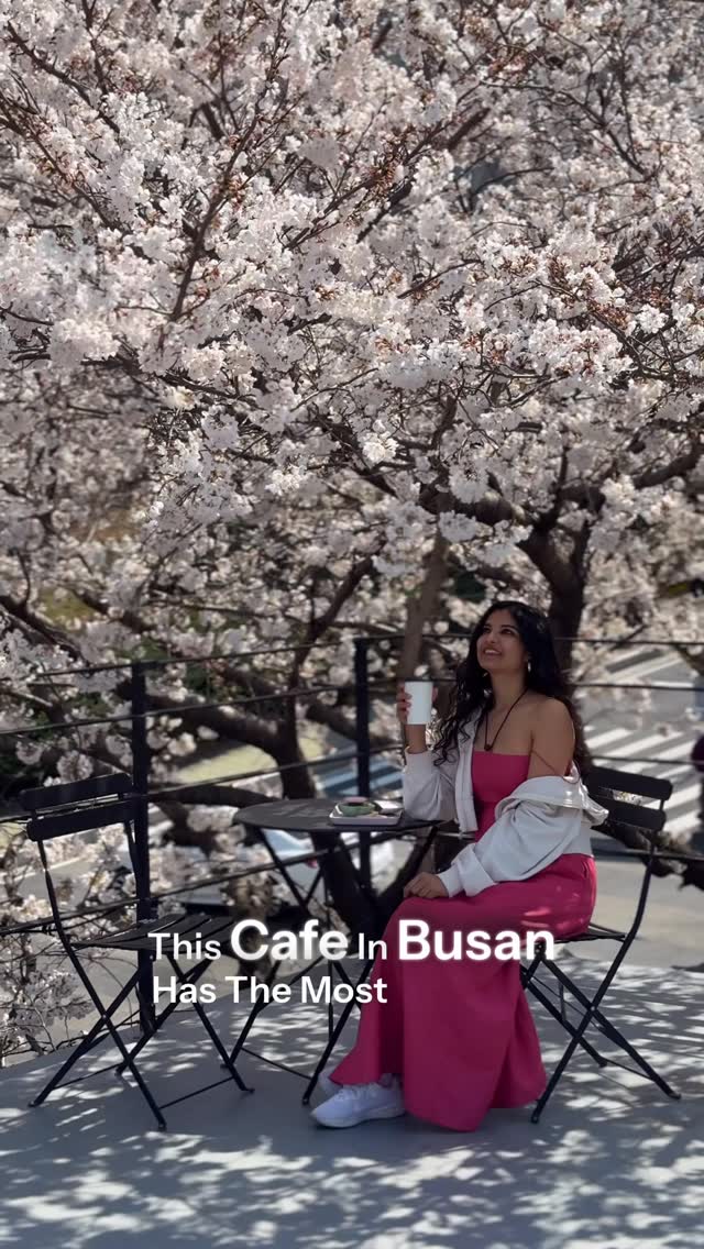Busan Cherry Blossom Tunnel at IT Cafe
