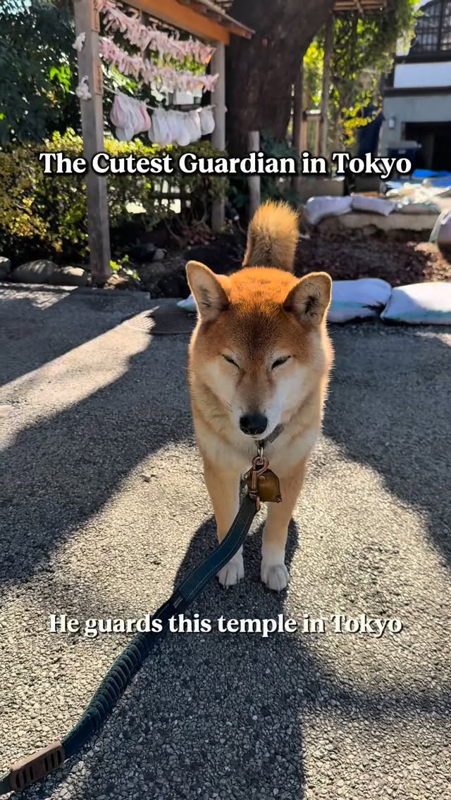 Tokyo Temples and Their Animal Companions