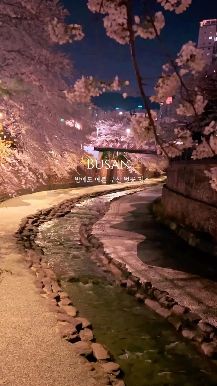 Busan's Captivating Nighttime Cherry Blossoms