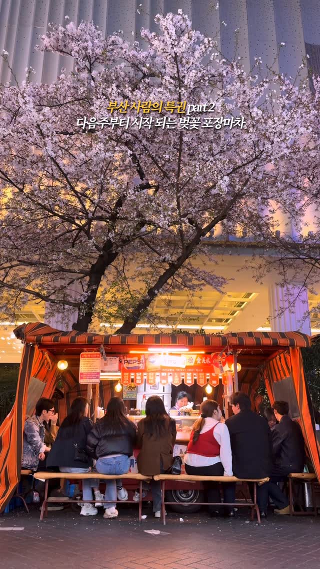 Seomyeon's Cherry Blossom Tent Bar Street