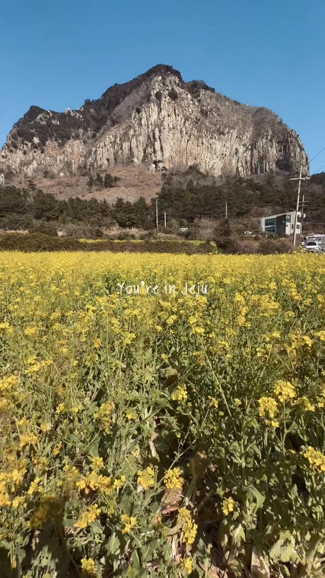 Jeju Island Adventures