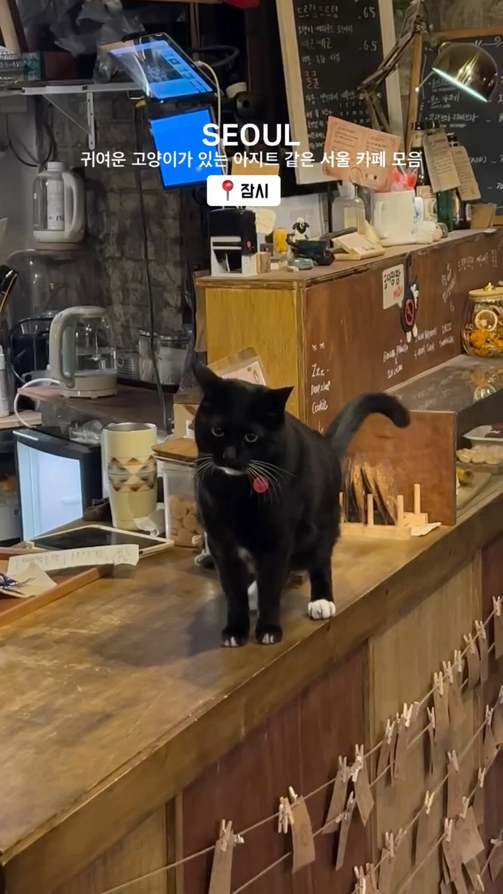 Seoul Cafes Featuring Adorable Cats