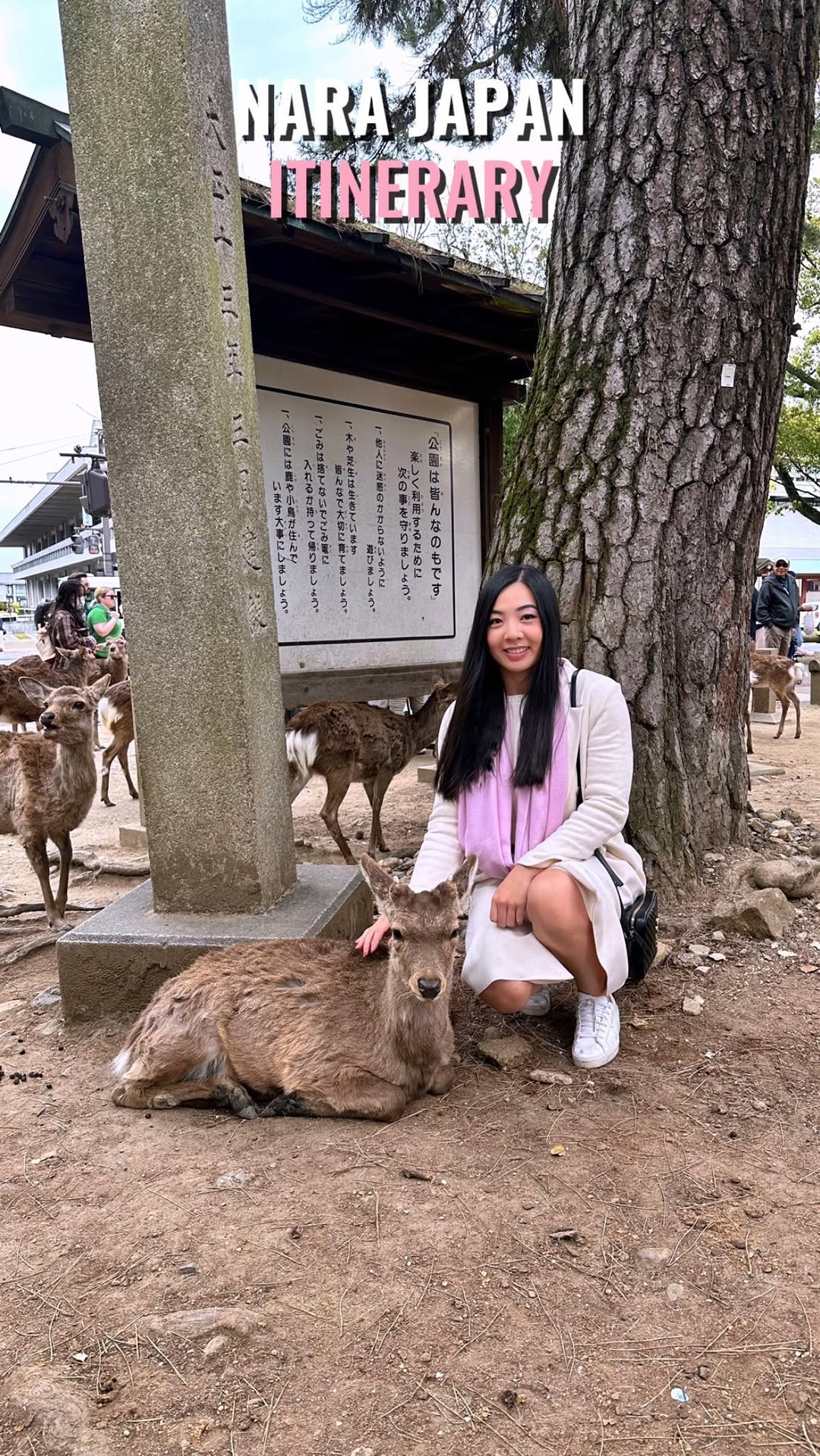 Nara and Yoshino: Parks, Pounding Mochi, and Blossoms
