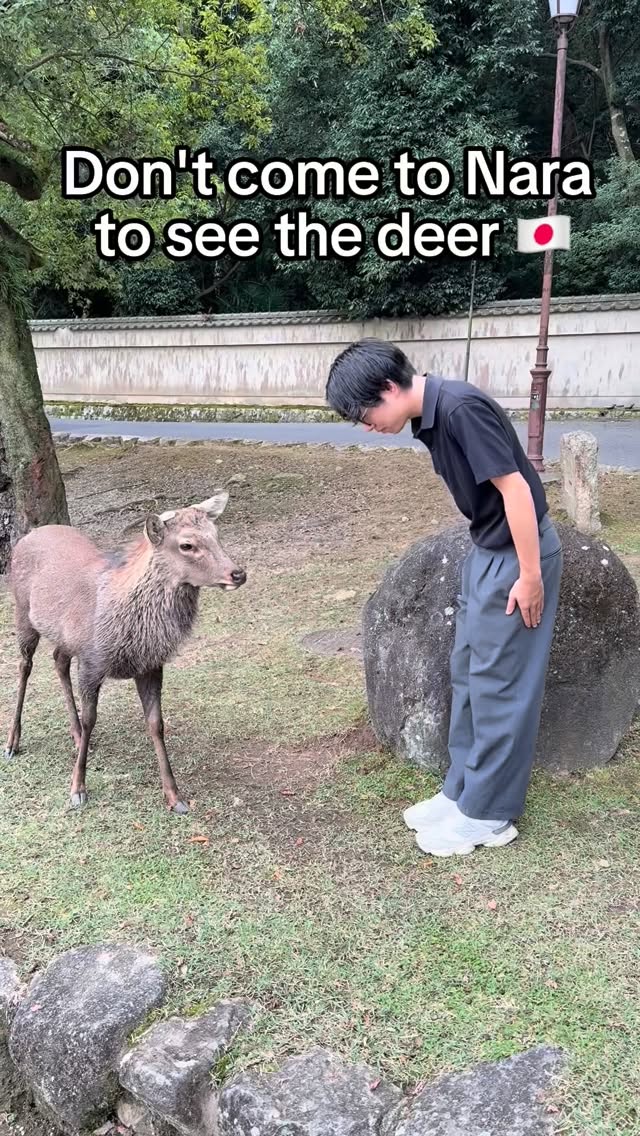 Wakakusayama Hill: Nara's Sunset Gem with Deer