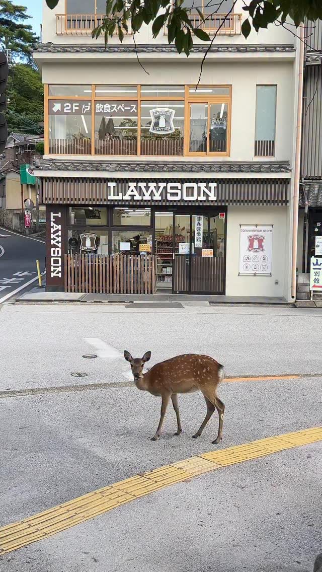 Miyajima Island: Deer, Shrines, and Mountain Views