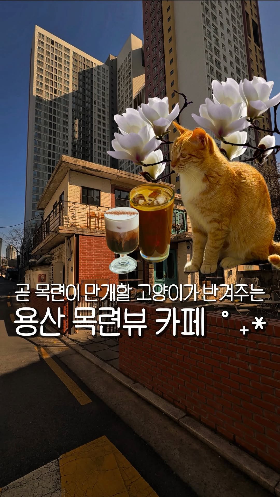 Good News Cafe: Magnolia, Cats, and Coffee
