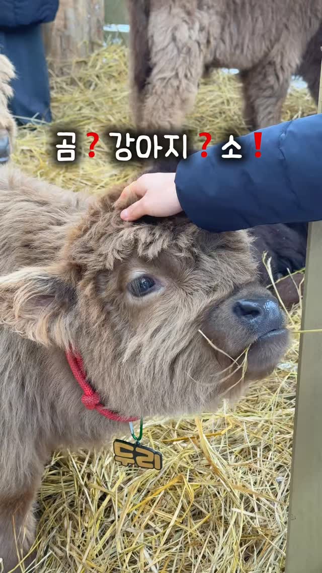 Pyunggang Land Features Adorable Highland Cattle