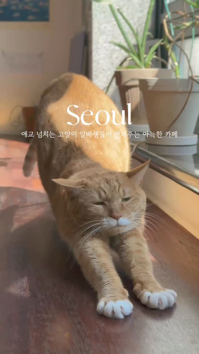 Cat Cafe Hideouts Offering Cozy Vibes