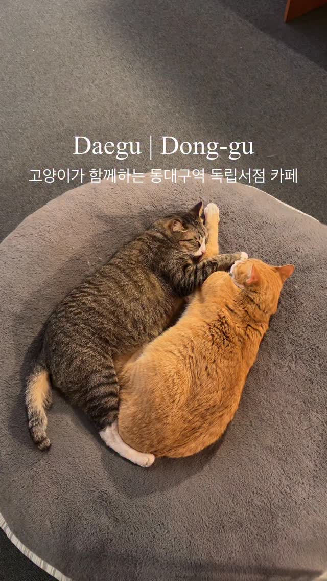 Cat Cafe Bookstores in Dongdaegu