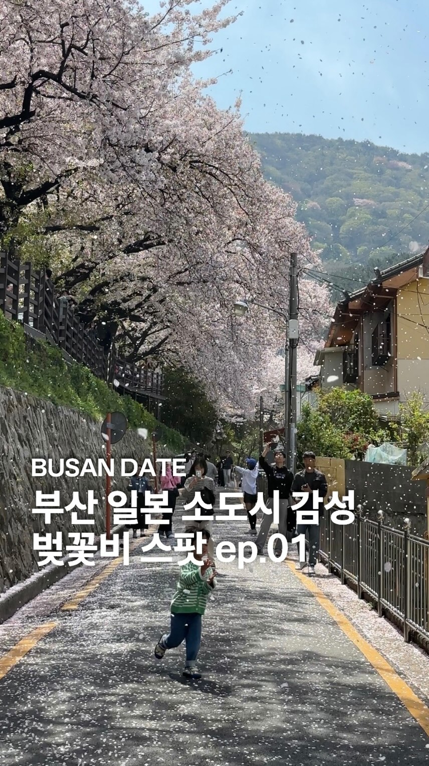 Busan's Beautiful Cherry Blossom Paths