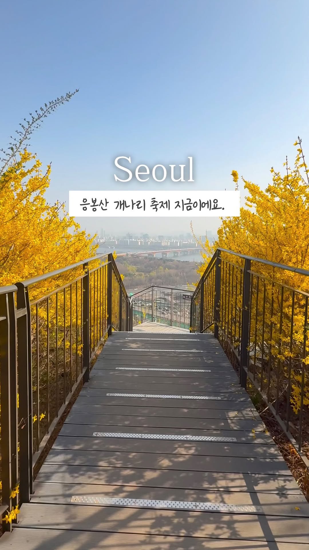 Seoul Forsythia Festival Spots