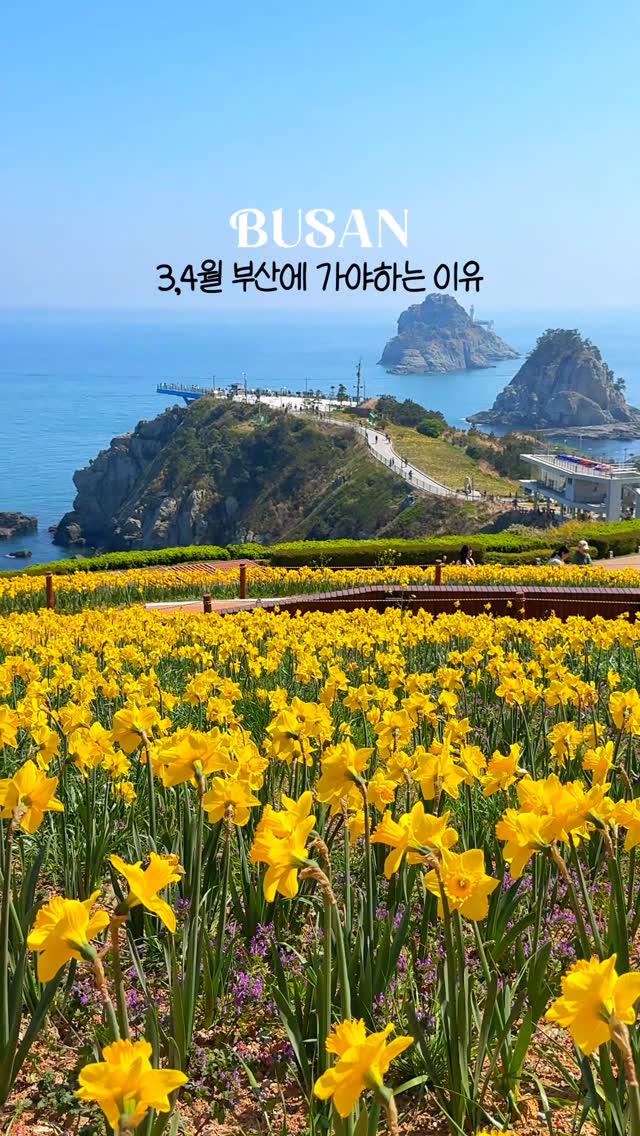 Five Busan Spots For Spring Cherry Blossoms