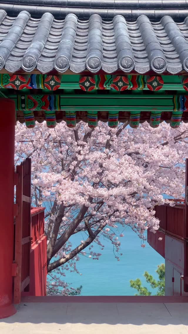 Yeosu Yongwolsa: A Hidden Cherry Blossom Gem