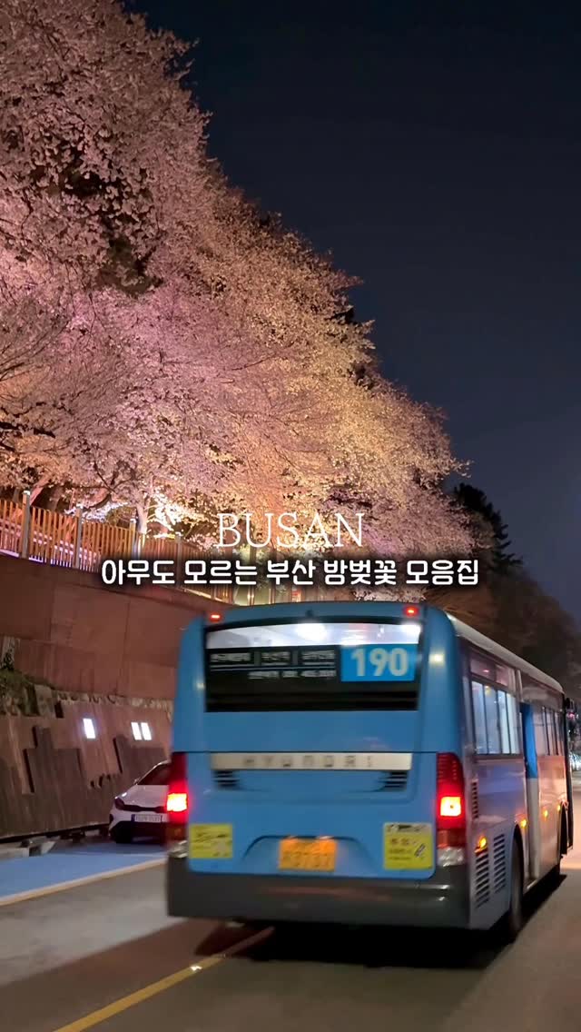 Hidden Busan Night Cherry Blossom Spots