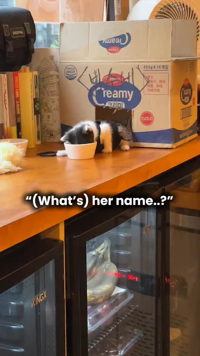 Yeonnam Cafe With A Kitten