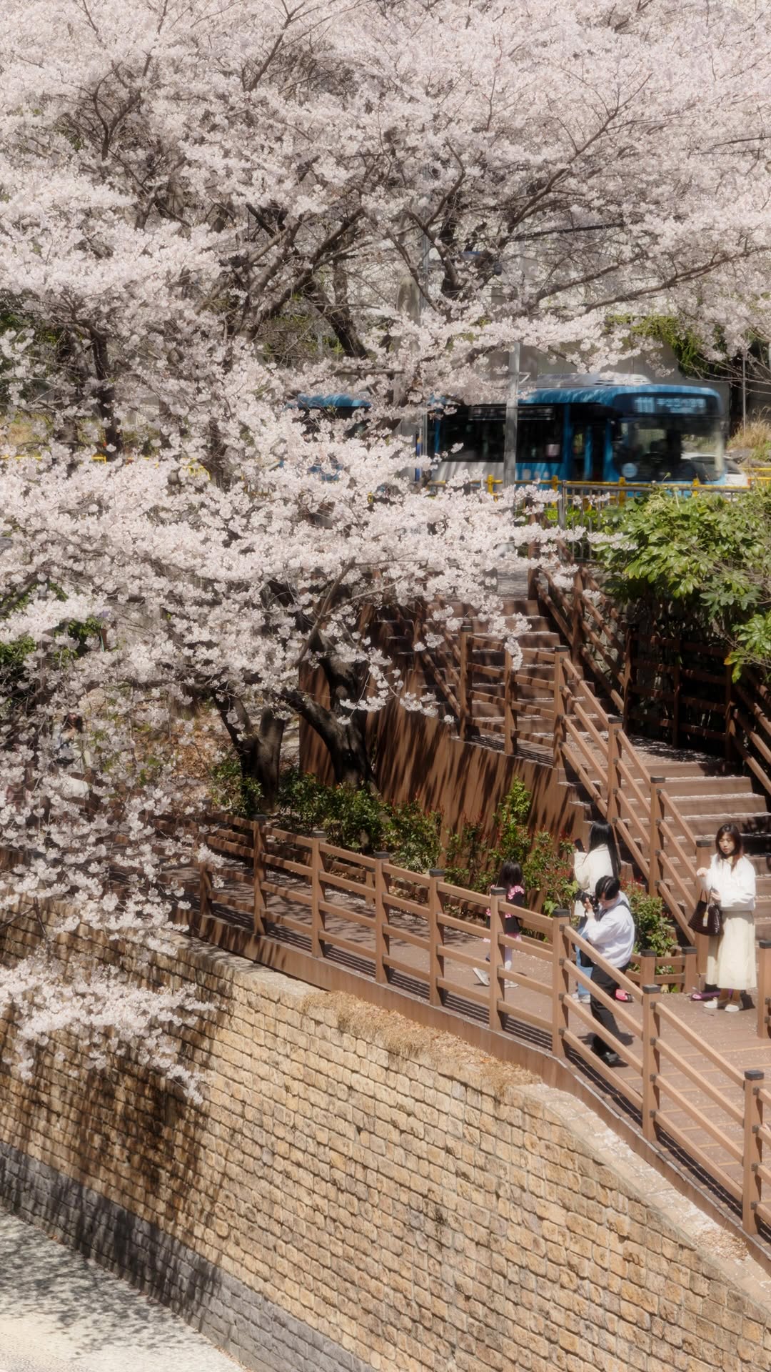 Busan Cherry Blossom Trails Offer Peaceful Strolls