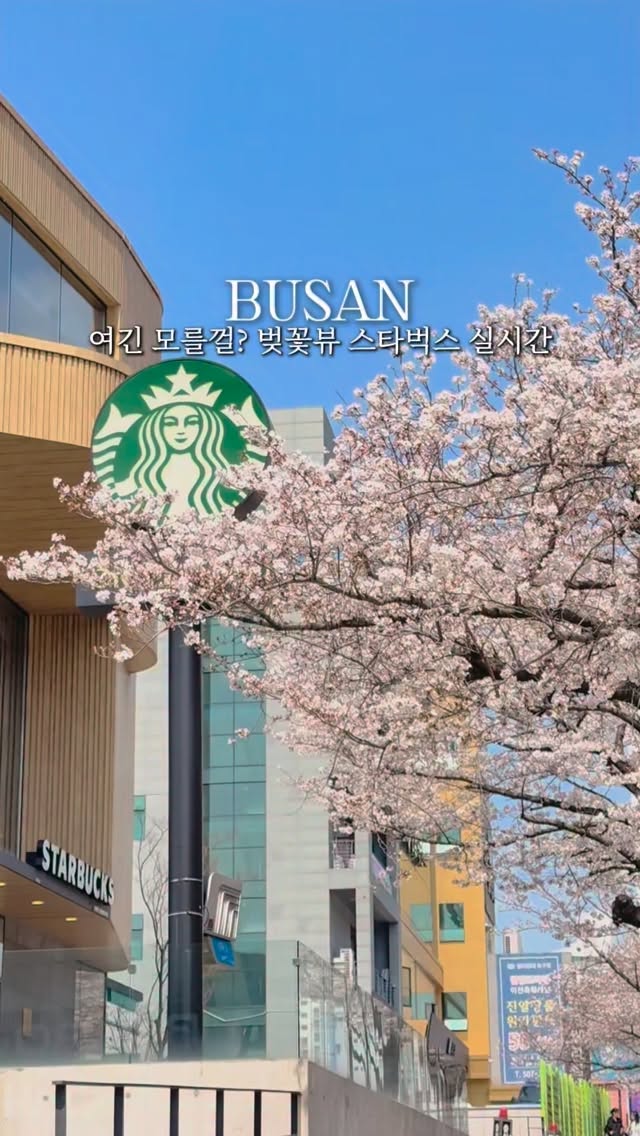 Starbucks Offers Cherry Blossom And River Views
