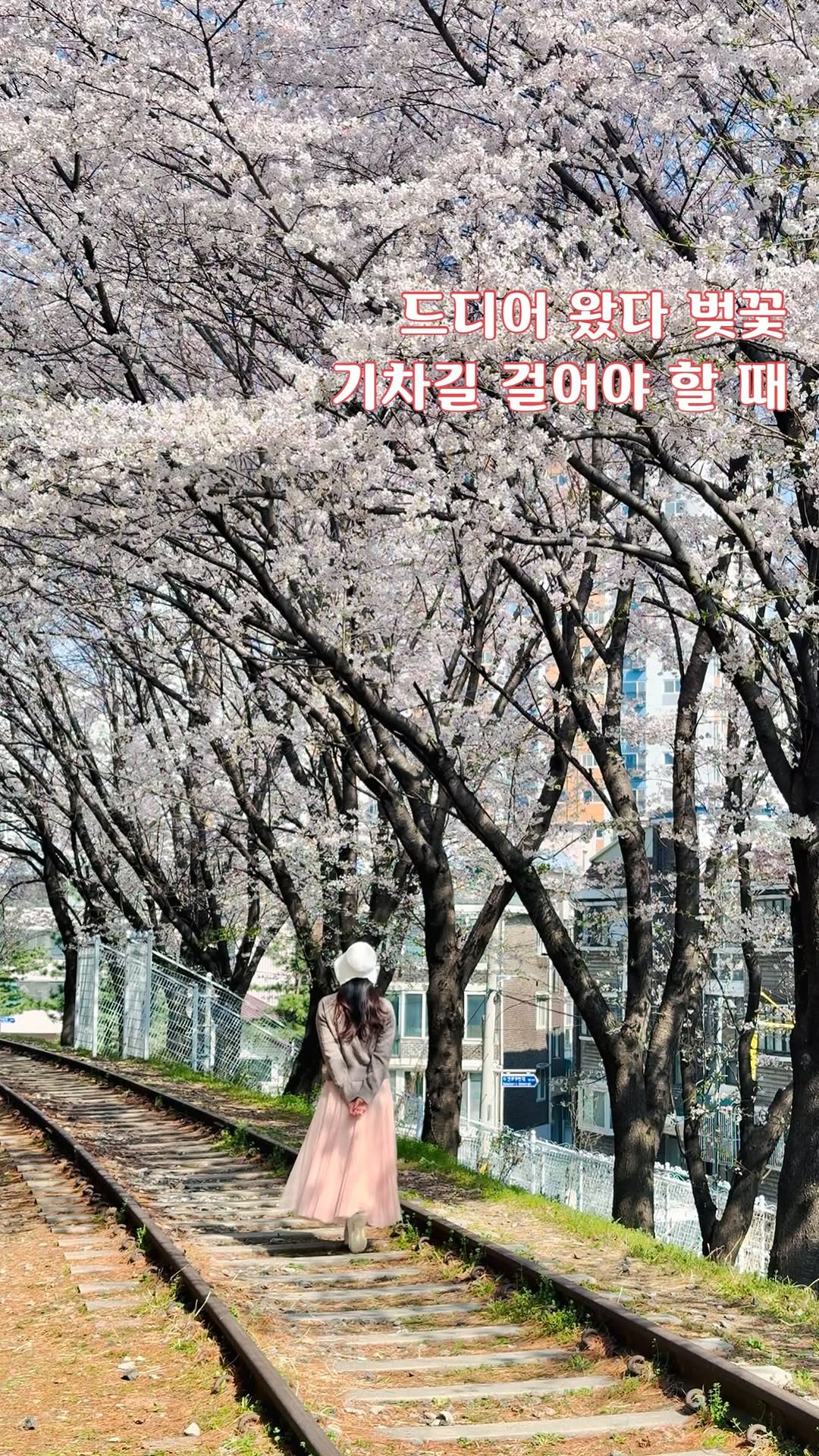 Secret Cherry Blossom Train Tracks Incheon