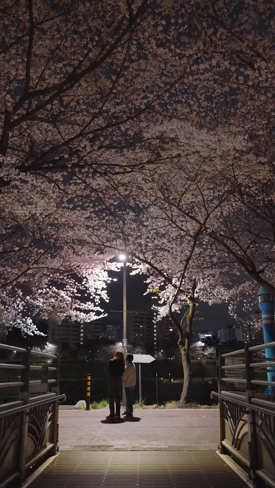 Anyangcheon and Gasan-dong Cherry Blossom Streets