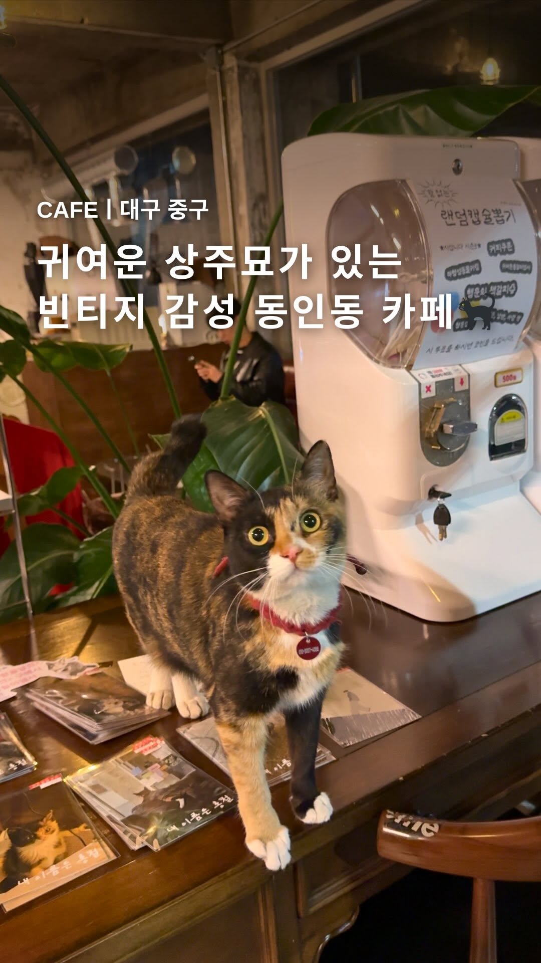 Cafe with Resident Cat and Vintage Atmosphere