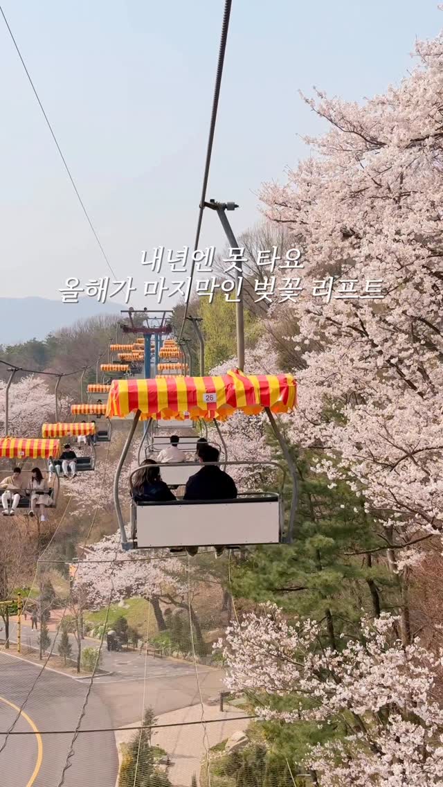 Last Cherry Blossom Lift Ride At Seoul Grand Park