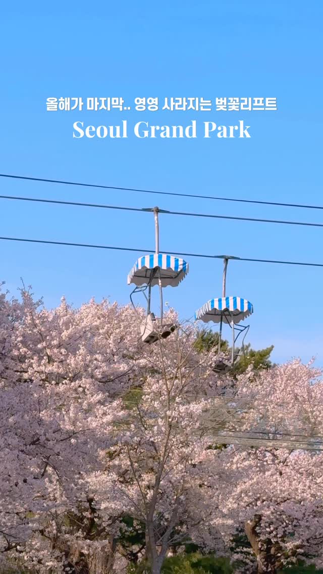 Seoul Grand Park Cherry Blossoms To Be Demolished