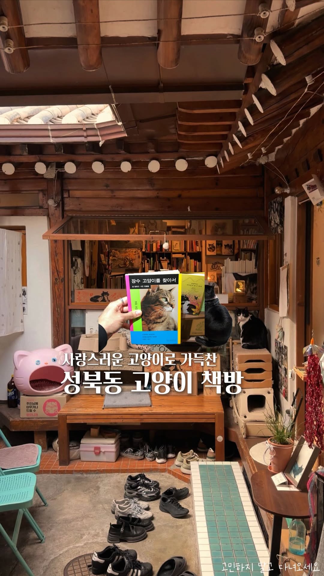 Cat Bookstores In Seoul's Seongbuk-dong