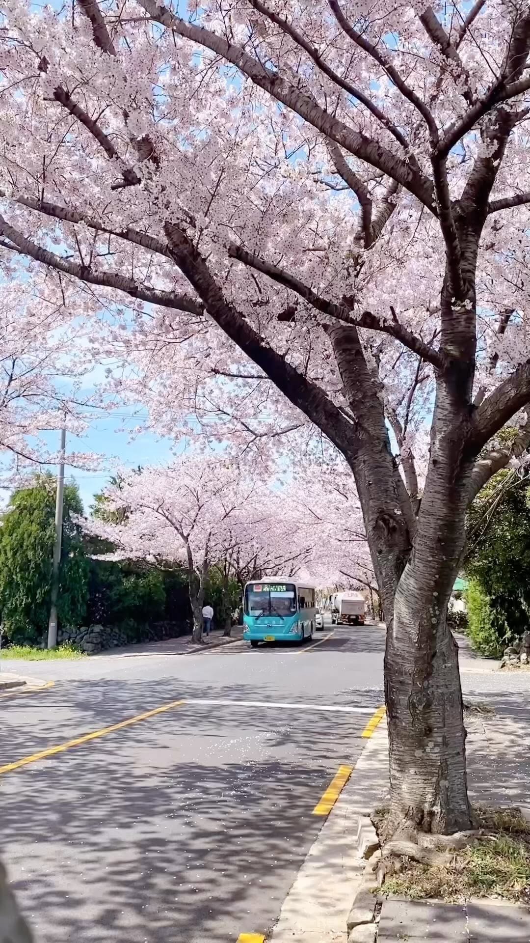 Cherry Blossom Bus Route Through Jeju Island