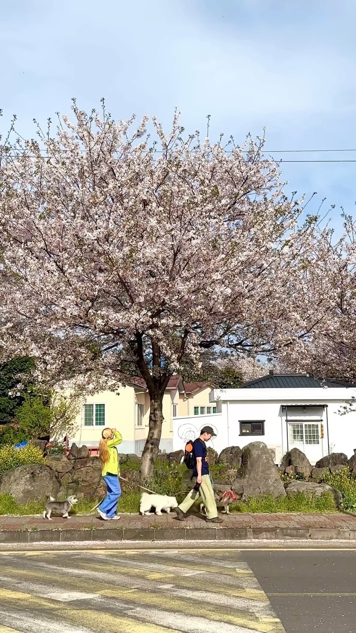 Wimi-ri Cherry Blossom Road Blooms