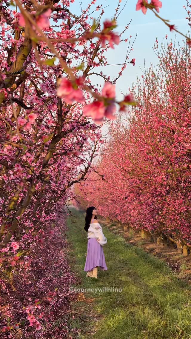 California Spring Flower Destinations