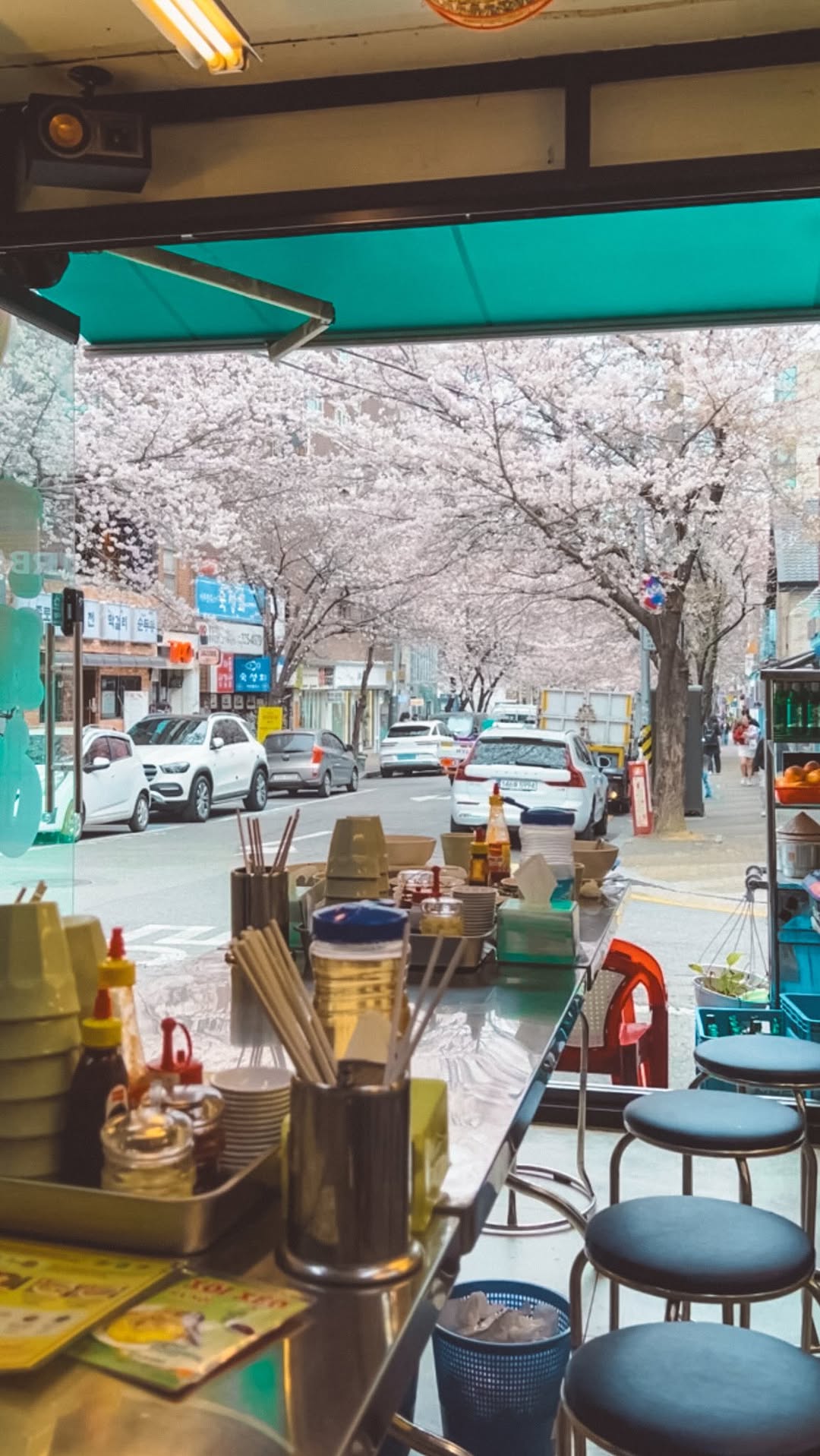 Cherry Blossoms Bloom in Hapjeong Neighborhood